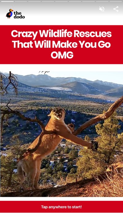 A mountain lion that is crawling onto a branch on a hillside 