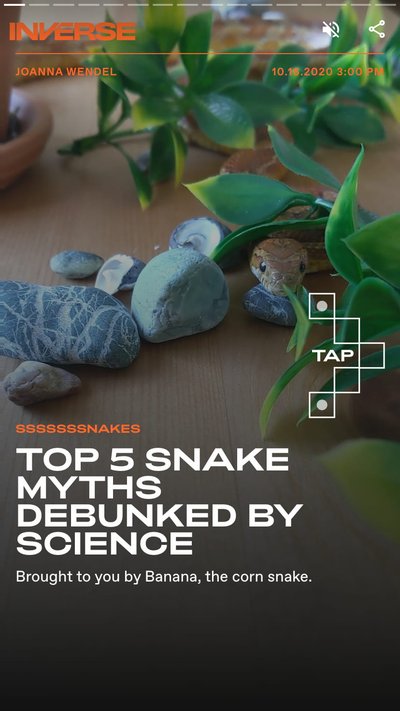 A fake snake slithering through a fake plant and some rocks placed on a table top 