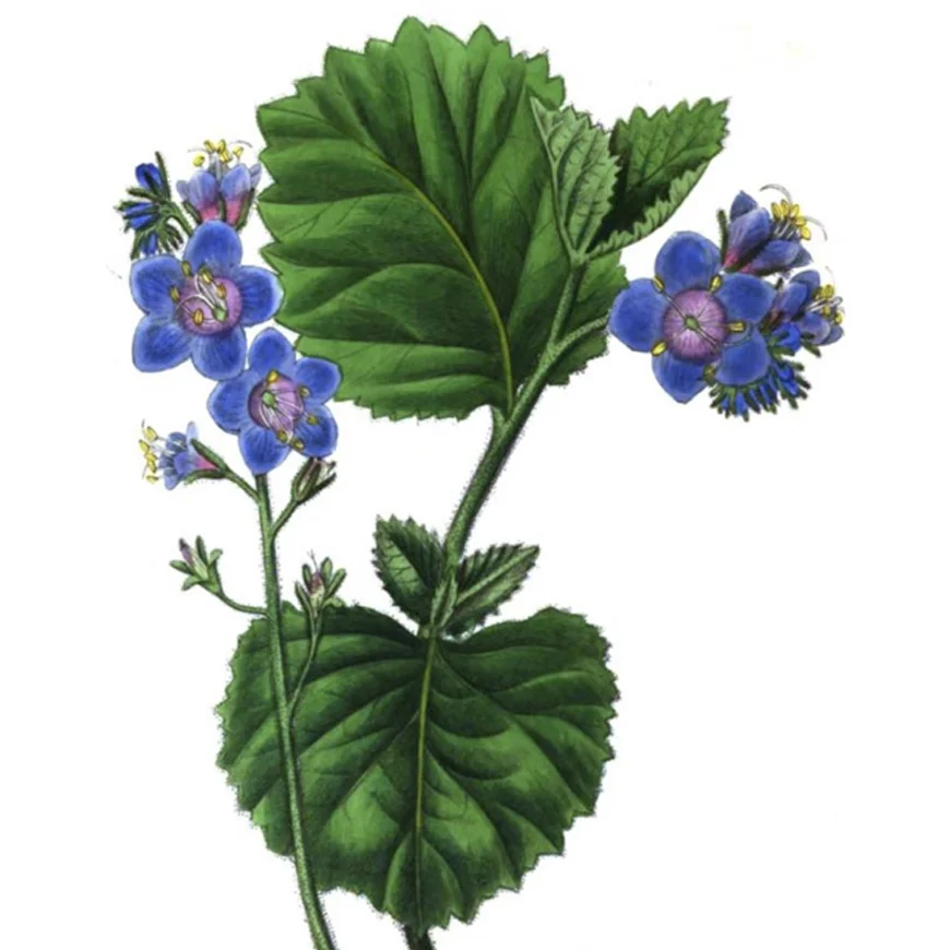 Illustration of Clammy Eutoca, a bright blue flower with wide, lustrous leaves.