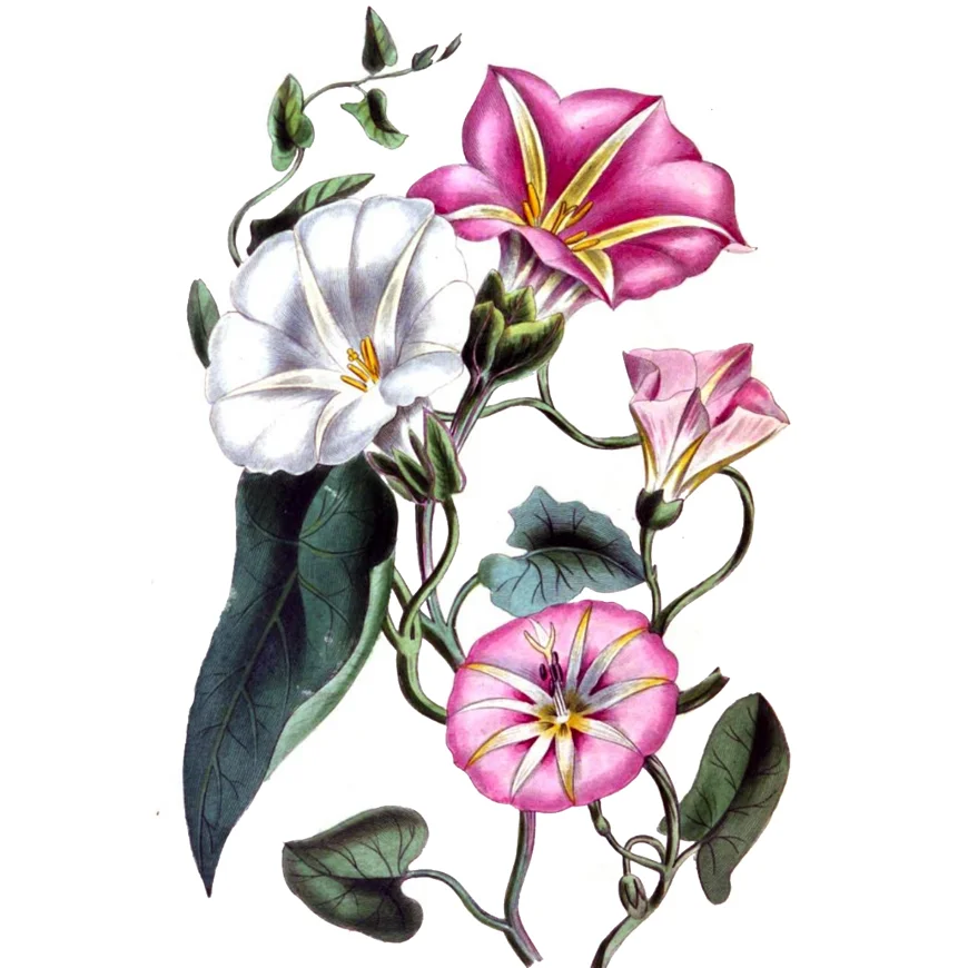 Illustration of convolvulus, trumpet shaped flowers with winding stems.