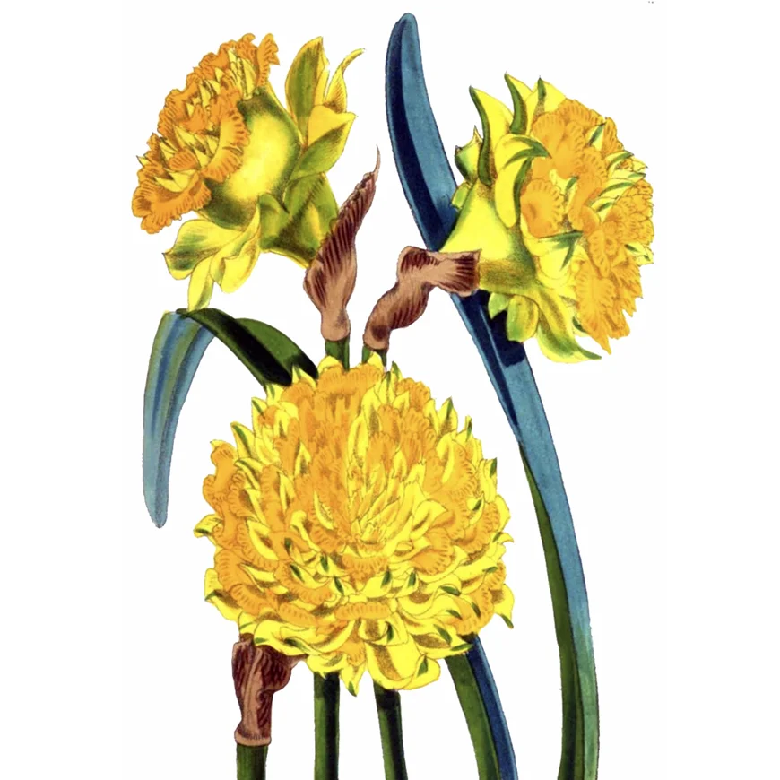 Illustration of narcissus, bright yellow flowers tinged with orange.