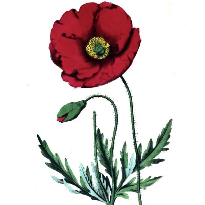 Illustration of a red poppy, a round flower with papery petals around a yellow center.