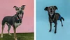 A Shepherd mix taken on a pink background using a Pixel phone (left). A black lab mix taken on a light blue background using a Pixel phone (right).