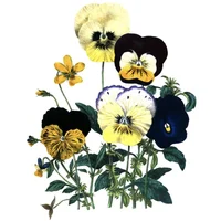 Illustration of pansies: flowers with three petals in the forefront, and two larger petals behind them.