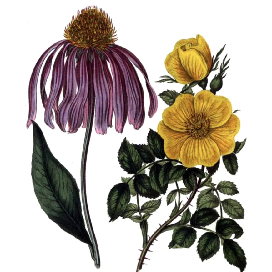 Illustration of purple rudbeckia, with long drooping purple petals, and yellow roses with petals set around a yellow center.