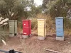 A row of different-colored beehives situated on cement blocks in a cleared area on our Mountain View campus.