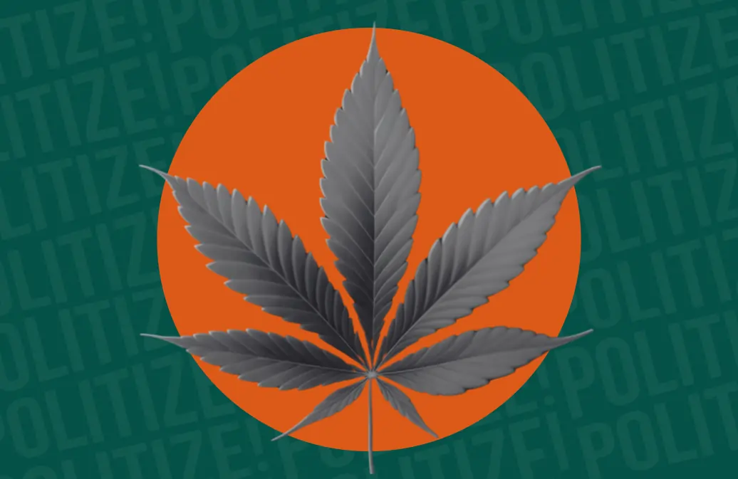 Flor de cannabis no fundo verde e laranja com marca d'água da Politize!.
