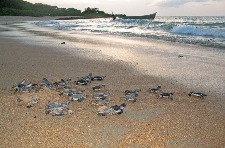 Newly hatched green sea turtles make their way to the ocean in the Bijagós Archipelago in Guinea Bissau.