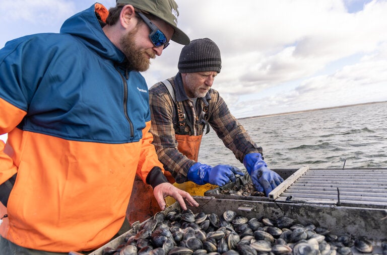 K.C. Boyle, left, an owner of Dock to Dish with seven fishing families from Montauk, sorting through clams with Rick Stevens. Last year, Mr. Stevens began sending his clams to Dock to Dish.