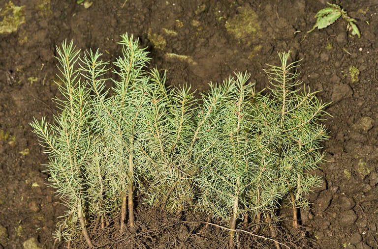 Saplings, grown at Mast’s Washington state nursery, are destined for replanting in the wild. 