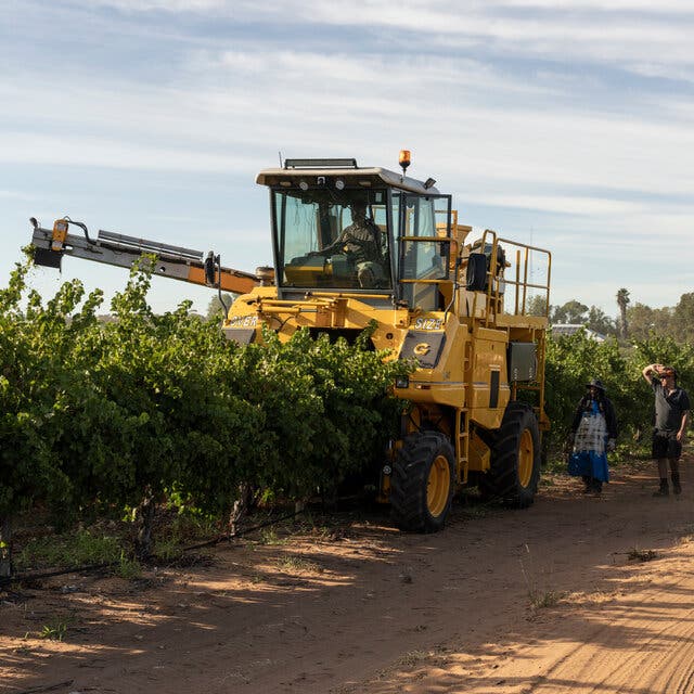 A man driving a large yellow harvesting truck on a dirt path harvesting grapes in Australia as two people walk alongside. 