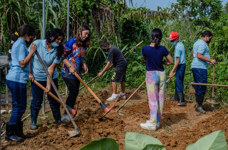 Seventh graders plowing land in Ciales that they will later sow.