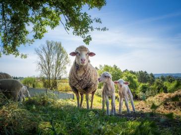Comment relancer la filière de la laine (isolant biosourcé) en France ?